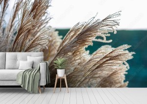 fototapeta trawa pampasowa cortaderia selloana