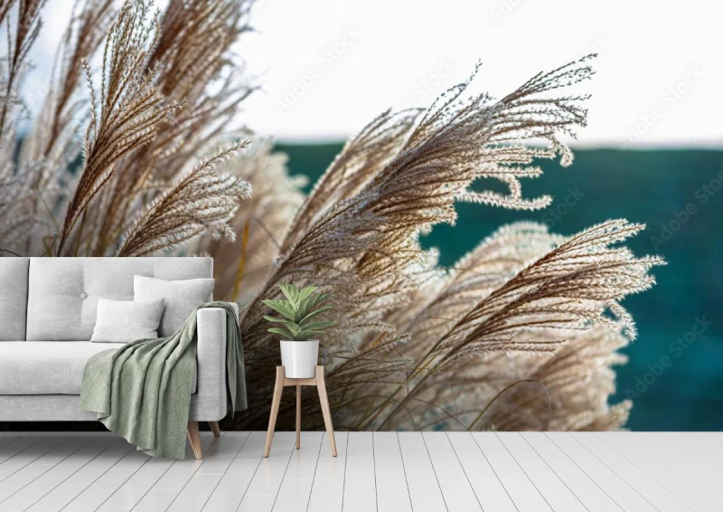 fototapeta trawa pampasowa cortaderia selloana