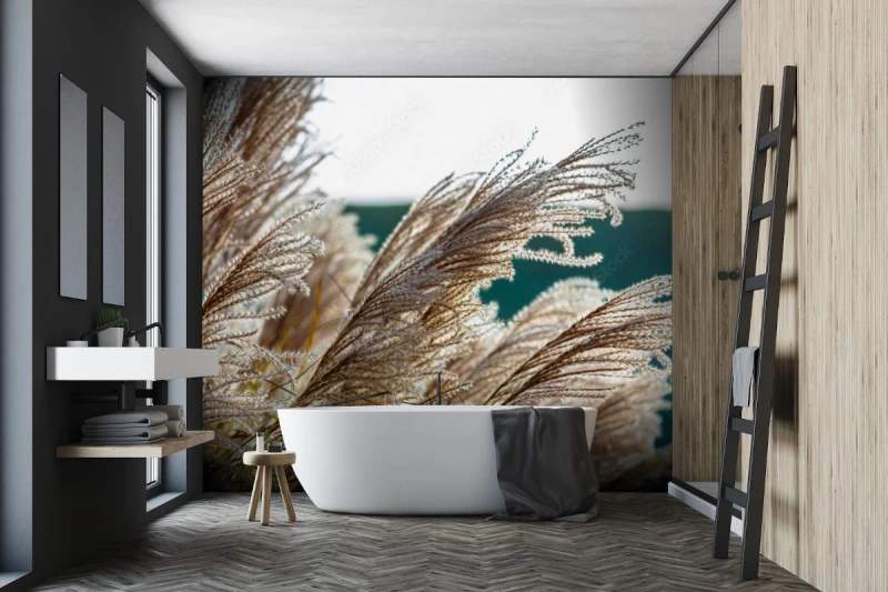 fototapeta trawa pampasowa cortaderia selloana