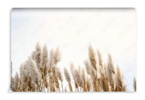 fototapeta trawa pampasowa na niebie abstrakcja naturalna
