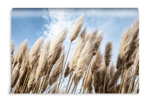 fototapeta trawa pampasowa na niebie abstrakcja naturalna