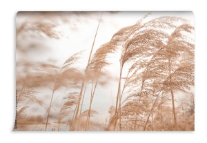 fototapeta trawa pampasowa na zewnatrz w jasnych pastelowych kolorach suchy