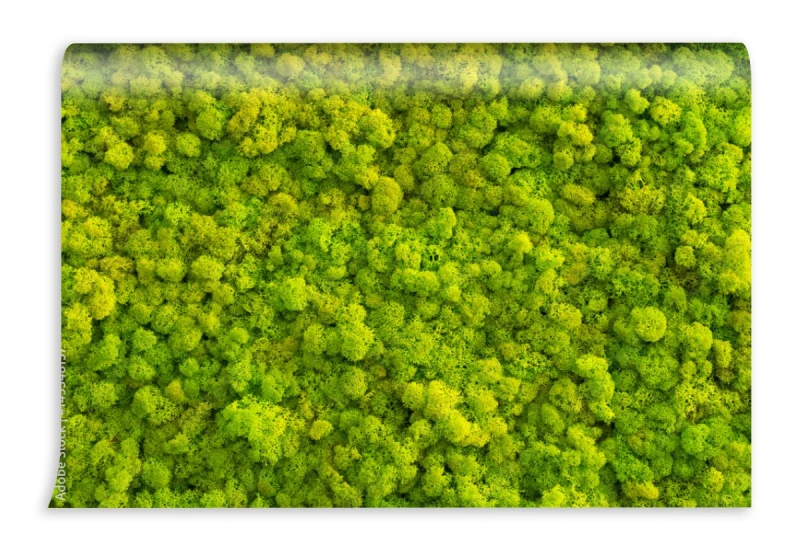 fototapeta mech tlo robic reniferowy liszaju cladonia r