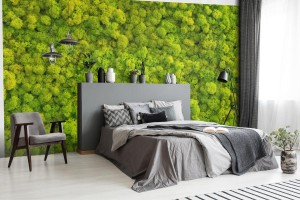 fototapeta mech tlo robic reniferowy liszaju cladonia r