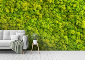 fototapeta mech tlo robic reniferowy liszaju cladonia r