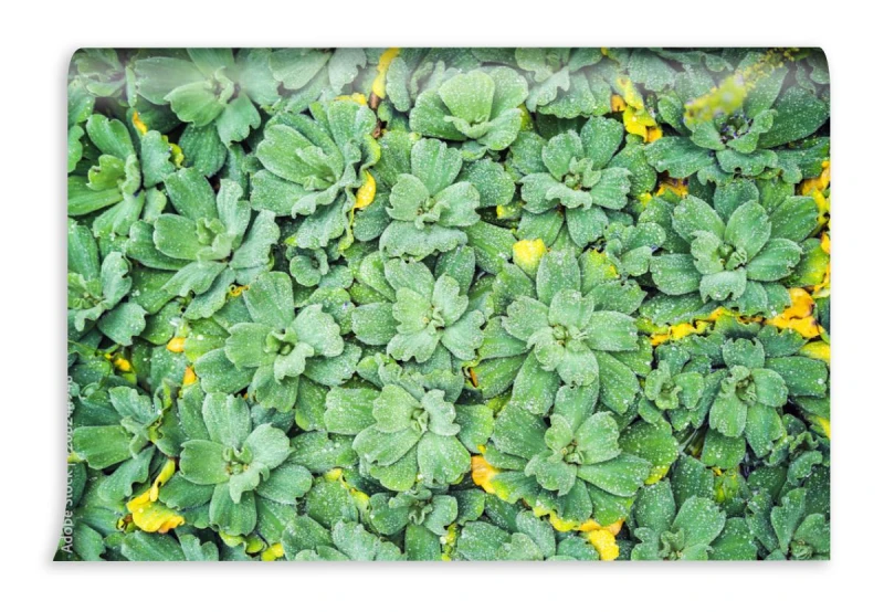 fototapeta ranku natury tlo z piekna kropla rosliny wodn