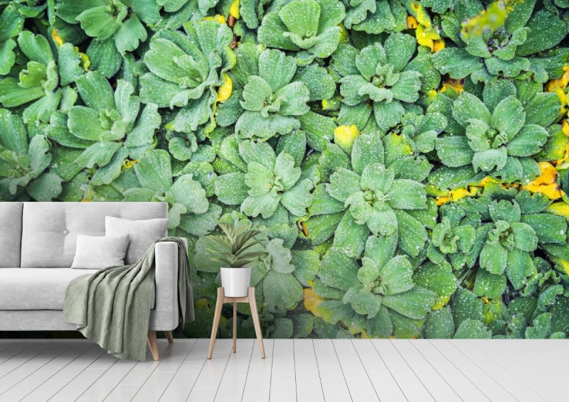 fototapeta ranku natury tlo z piekna kropla rosliny wodn