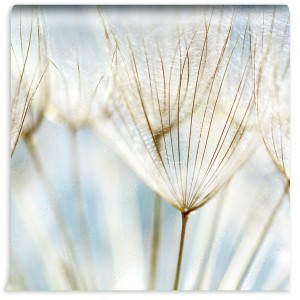 fototapeta abstrakcjonistyczny dandelion kwiatu tlo