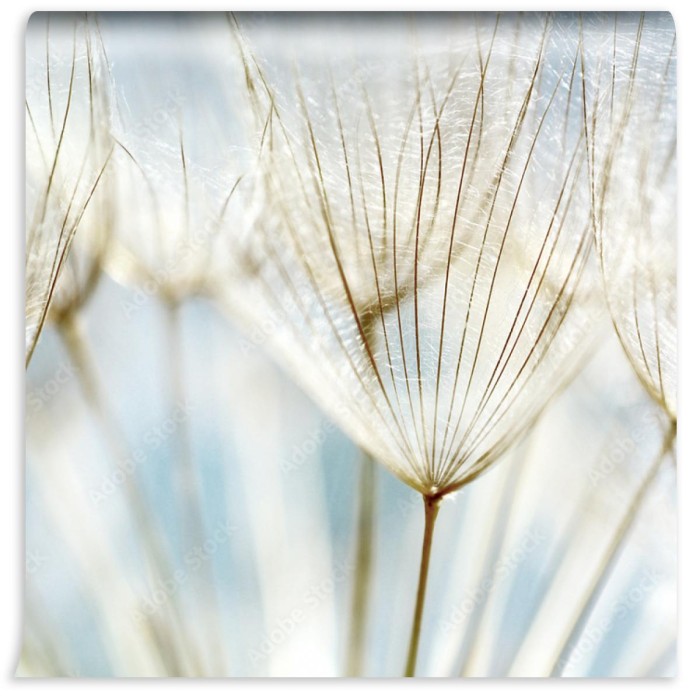 fototapeta abstrakcjonistyczny dandelion kwiatu tlo