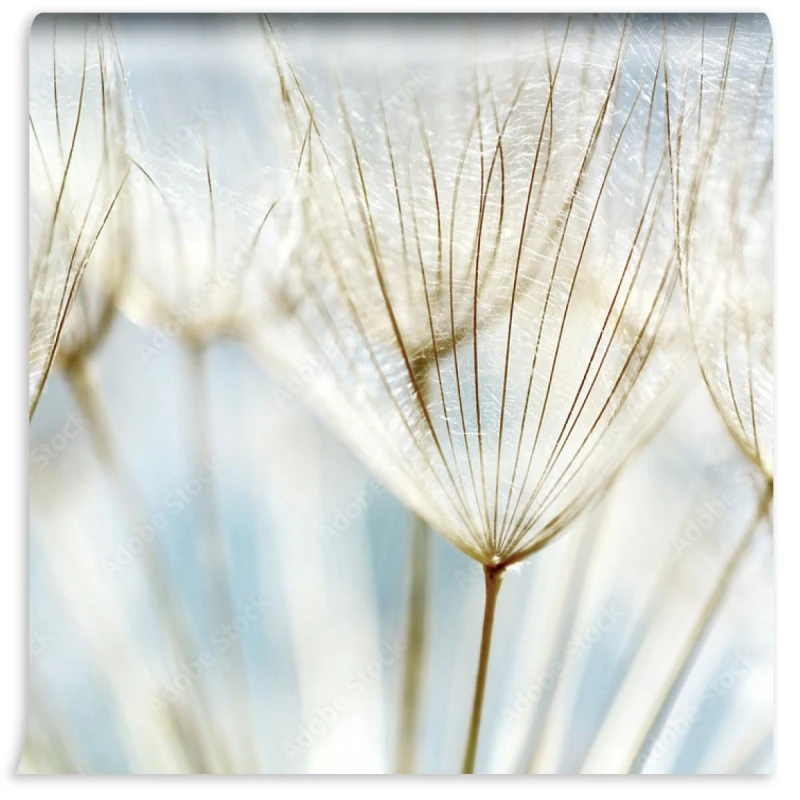 fototapeta abstrakcjonistyczny dandelion kwiatu tlo
