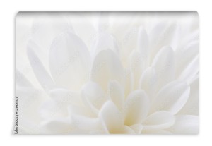 fototapeta duzy bialy kwiat do sypialni